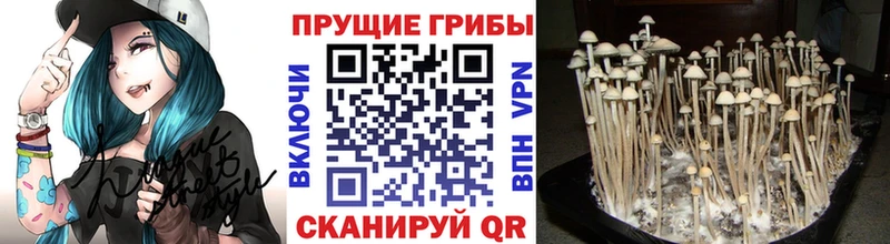 купить  сайты  Старая Купавна  Псилоцибиновые грибы мицелий 